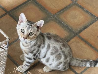 Burberry Ziqna - Bengal - Gallery Photo #1