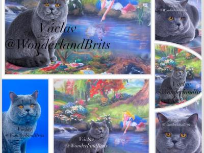 Brown Collar Litter D2 - British Shorthair - Gallery Photo #1