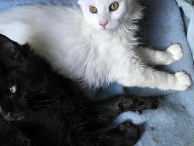 Ellie - Maine Coon - Gallery Photo #1