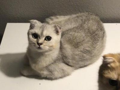 Mila Half Off Summer Sale - Scottish Fold - Gallery Photo #1