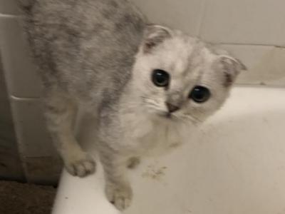 Charlie Half Off Sale Now - Scottish Fold - Gallery Photo #1