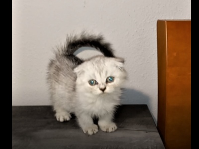 Scottie Half Off Now - Scottish Fold - Gallery Photo #1