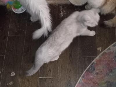 Apollo - British Shorthair - Gallery Photo #1