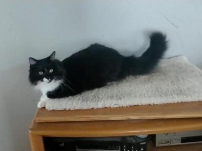 Whispy - Scottish Straight - Gallery Photo #1