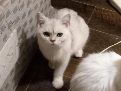 Apollo - British Shorthair - Gallery Photo #1