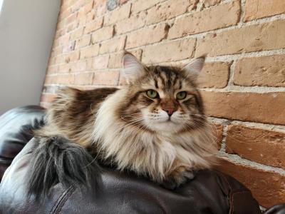 Jolie's Family - Siberian - Gallery Photo #1