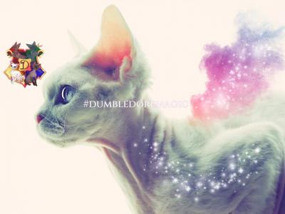 PNW Best Devon Rex - Devon Rex - Gallery Photo #1