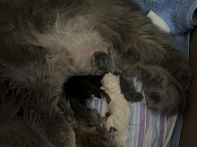 New Born - Persian - Gallery Photo #1