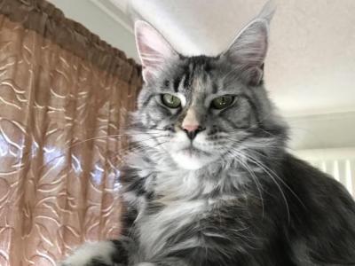 Silver Cream Purebred Maine Coon Baby Girl Calico - Maine Coon - Gallery Photo #1