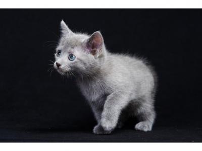 A Alika - Russian Blue - Gallery Photo #1