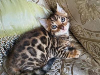 Bengal Gorgeous Kittens Available Now - Bengal - Gallery Photo #1
