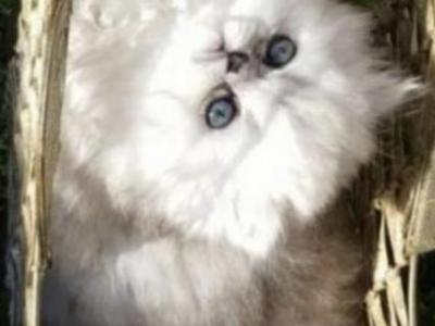 Sliver Shaded Chinchilla Dollface Persian Male - Persian - Gallery Photo #1