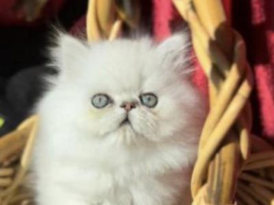 Beautiful Silver Shaded Chinchilla Doll Face Male - Persian - Gallery Photo #1