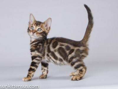 Lap Leopard Eldizo Bengal Baby Boy Brown Tabby - Bengal - Gallery Photo #1