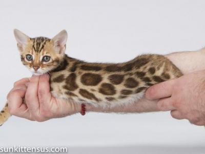 Lap Leopard Dzefirа Bengal Baby Girl Brown Tabby - Bengal - Gallery Photo #1