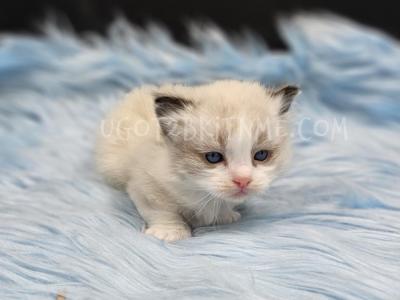 Munchkins Minuets Dollbabies Reserve Yours Now - Munchkin - Gallery Photo #1