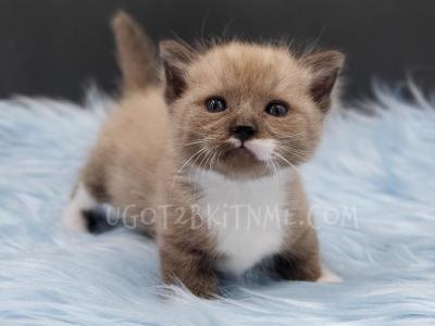 Munchkins Minuets Dollbabies Reserve Yours Now - Munchkin - Gallery Photo #1