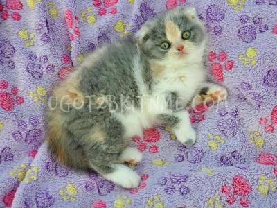 Scottish Kilts Reserve Your Now - Scottish Fold - Gallery Photo #1