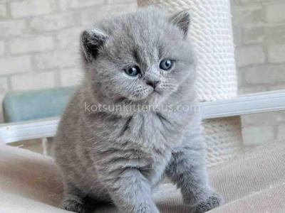 Chunky British Shorthair Boy Blue Solid Color - British Shorthair - Gallery Photo #1