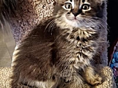 Precious - Maine Coon - Gallery Photo #1