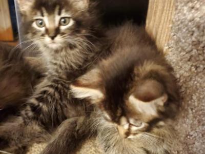 Teagon - Maine Coon - Gallery Photo #1