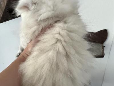 Litter C - British Shorthair - Gallery Photo #1