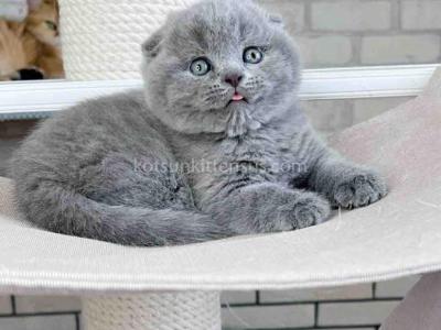 Scottish Fold Baby Boy Martin Blue Solid - Scottish Fold - Gallery Photo #1