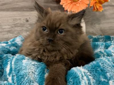 Ragdoll Babies - Ragdoll - Gallery Photo #1