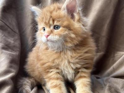 XXL MOCHI - Maine Coon - Gallery Photo #1