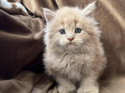 Luna X Alfred Import Bloodlines Litter B - Maine Coon - Gallery Photo #1