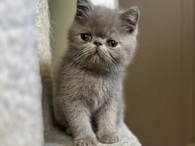 Jellybean - Persian - Gallery Photo #1