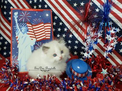 Males - Ragdoll - Gallery Photo #1