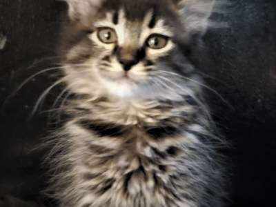 Chloe - Maine Coon - Gallery Photo #1