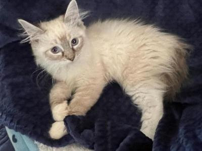 Seal Mitted Male - Ragdoll - Gallery Photo #1