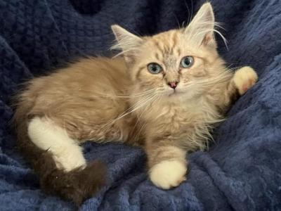 Seal Mink Mitted Tabby Male - Ragdoll - Gallery Photo #1