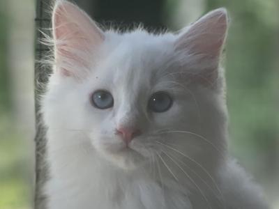 Channel's Litter 2 - Siberian - Gallery Photo #1