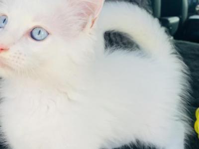 Litter S - Maine Coon - Gallery Photo #1