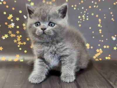 Vinchester Blue Solid British Shorthair Baby Boy - British Shorthair - Gallery Photo #1
