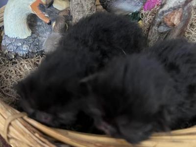 Newkities - Persian - Gallery Photo #1