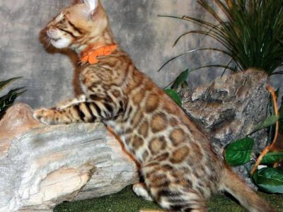 Male Female Brown Silver Snow Bengal Kittens - Bengal - Gallery Photo #1