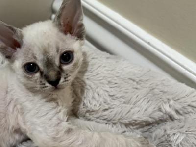 Ratatouille - Devon Rex - Gallery Photo #1