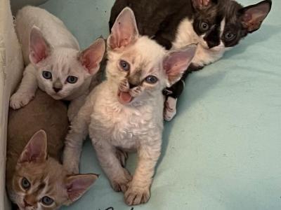 Pandora And Furry - Devon Rex - Gallery Photo #1