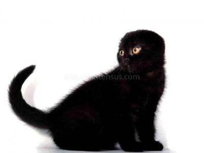 Whole Black Baby Boy Scottish Fold - Scottish Fold - Gallery Photo #1
