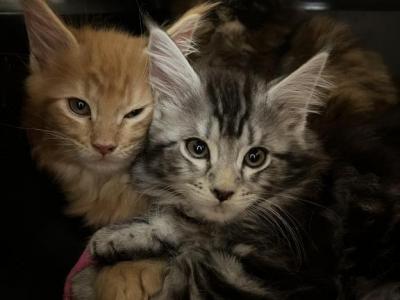 Open Reservation For European Main Coon Kittens - Maine Coon - Gallery Photo #1