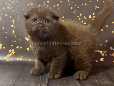 Sweet Chocolate Color Scottish Fold Baby - Scottish Fold - Gallery Photo #1