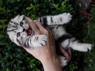 Oscar Butterfly Tabby Scottish Fold Baby Boy - Scottish Fold - Gallery Photo #1