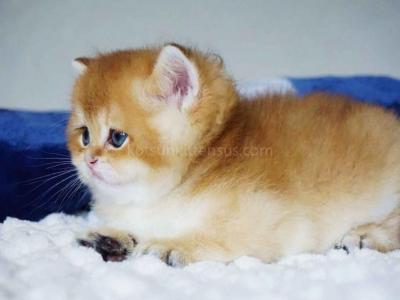 Cake Golden Shaded British Shorthair Little Chunk - British Shorthair - Gallery Photo #1