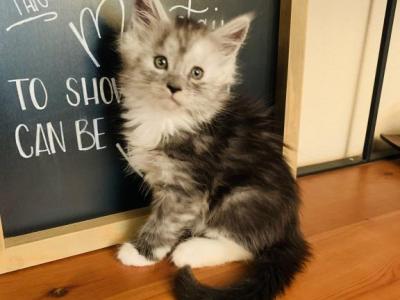 Queen Nala And King Travis - Maine Coon - Gallery Photo #1