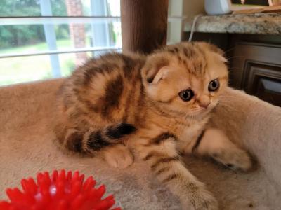 Julia - Scottish Fold - Gallery Photo #1