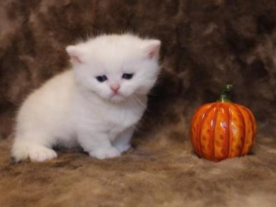 High Percentage British Shorthair Munchkin Kittens - Munchkin - Gallery Photo #1